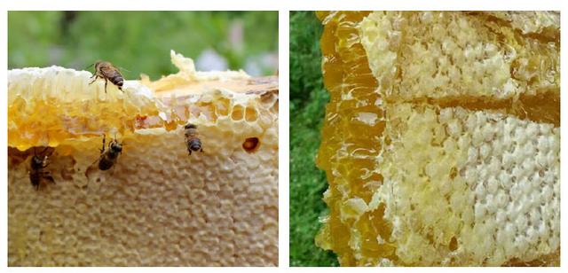 蜂蜜不能乱喝详解各种蜂蜜知识,蜂蜜有什么缺点和危害