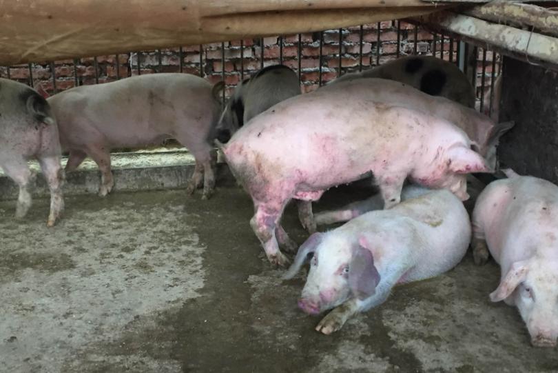 怀孕母猪副猪嗜血杆菌病的症状,猪副猪嗜血杆菌病的特征是什么