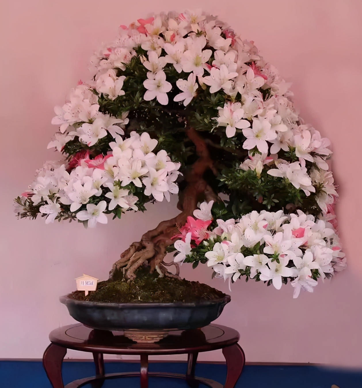 盆景素材十大排名 (什么盆景素材最好)