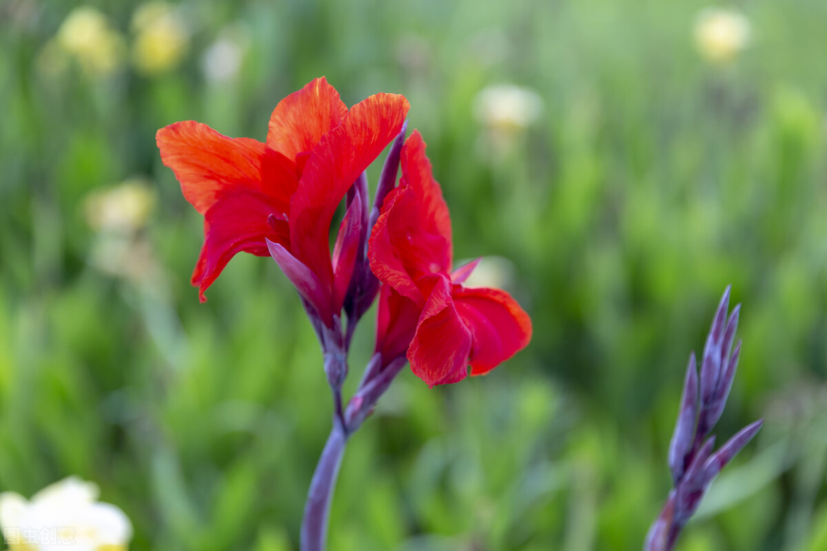 那些令人赞叹的庭院花卉,5种庭院生活方式的花卉