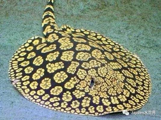 魟鱼是要点多的还是要大的,魟鱼饲养