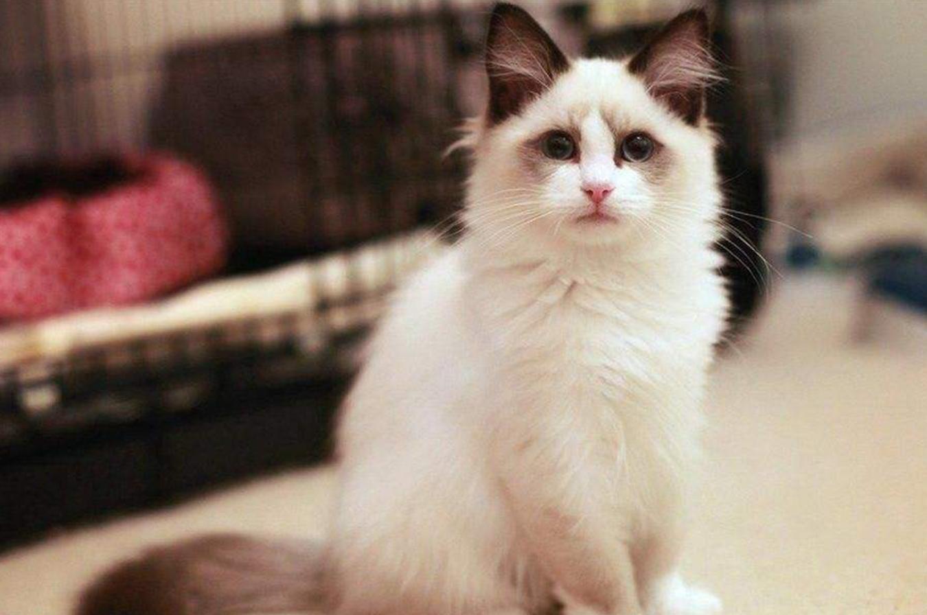 仙女布偶猫一般多少钱一只,布偶猫养的人多吗