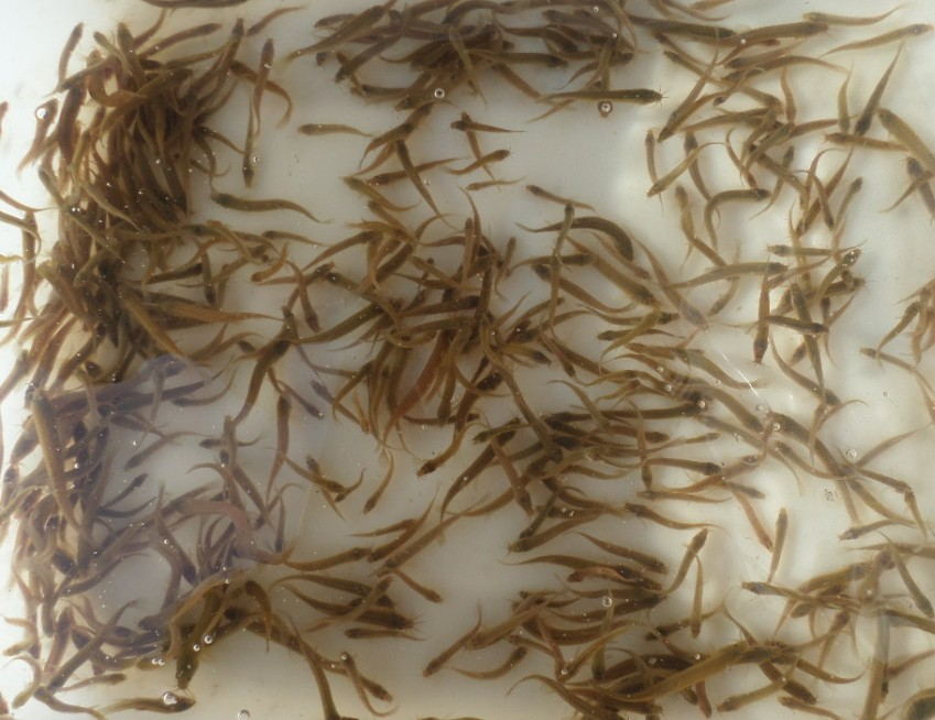 泥鳅养殖致富案例,80后小伙返乡养泥鳅