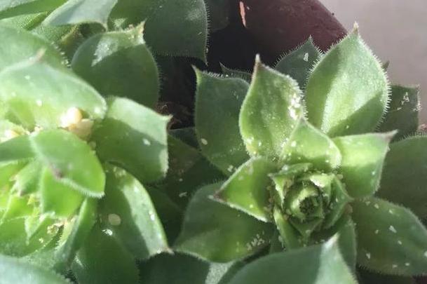 蚧壳虫最喜欢吃什么多肉,蚧壳虫不吃多肉的天敌