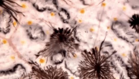 科学家发现喉咙深处有个神秘器官,巨型章鱼的肚子里长啥样