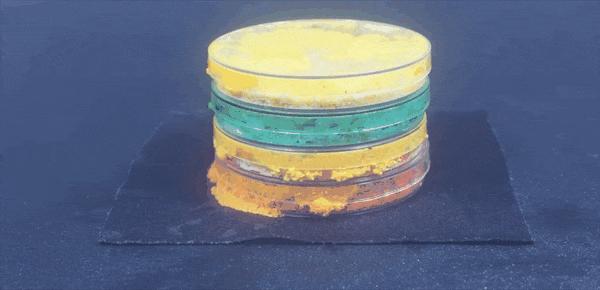 她让20万人爱上一种菌：像西米露，又似咸蛋黄，网友直呼太神奇