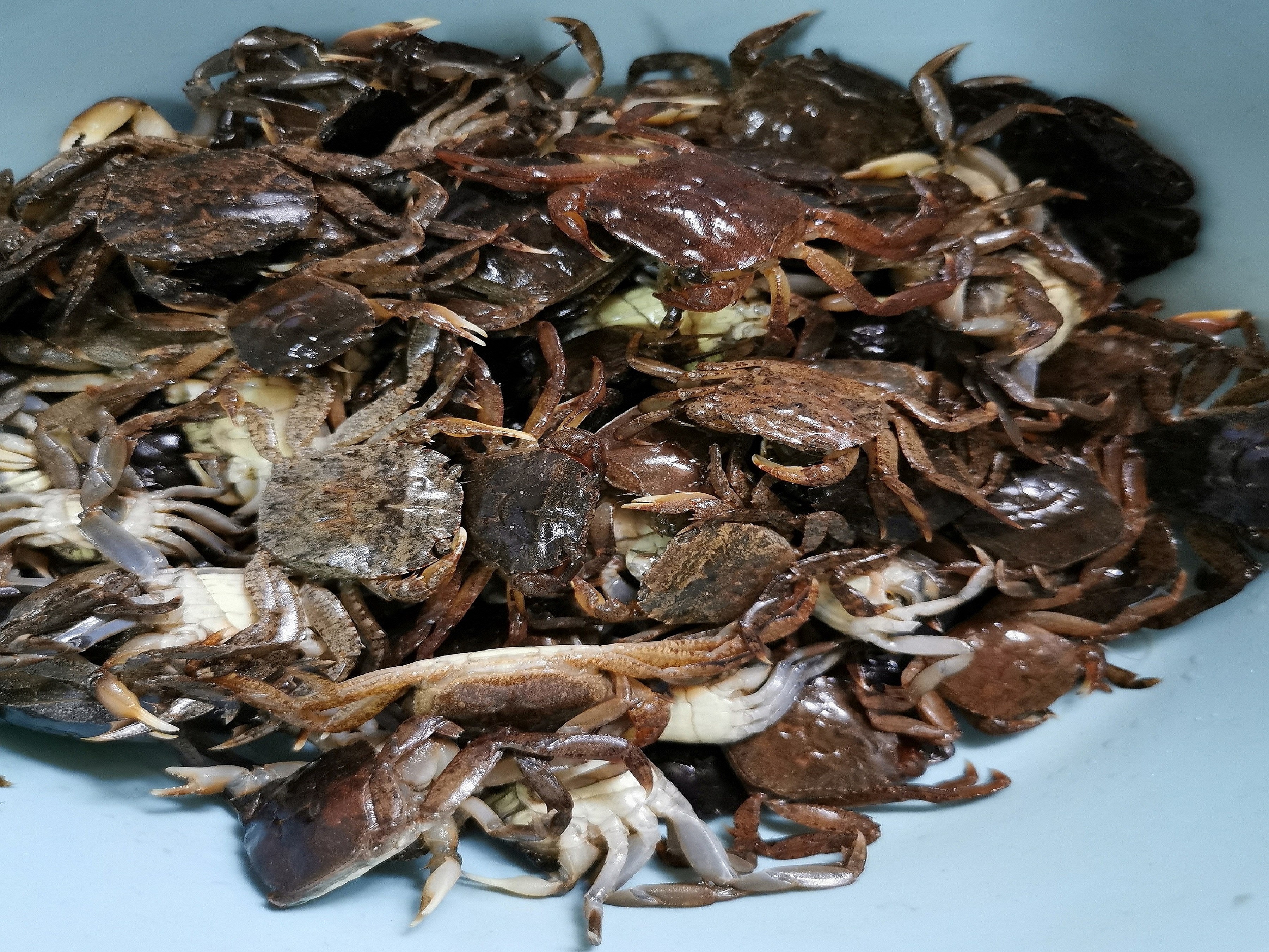 没想到啊，扁蟹！你居然还能变成这样子——扁蟹篇二