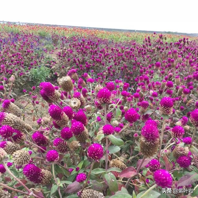 襄阳薰衣草庄园,襄阳薰衣草庄园在哪里呀