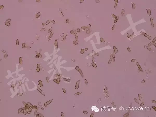 治番茄白粉病的药有哪些,番茄白粉病不想用药怎么办