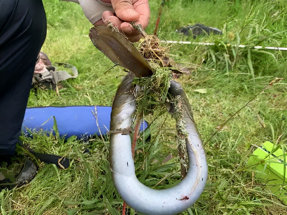 河鳗泛滥？江苏南通钓鱼人称一夜钓几十条，网友：这鱼300一斤