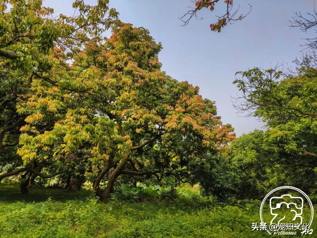 广州南沙黄山鲁森林公园攻略,广州黄山鲁森林公园好玩吗