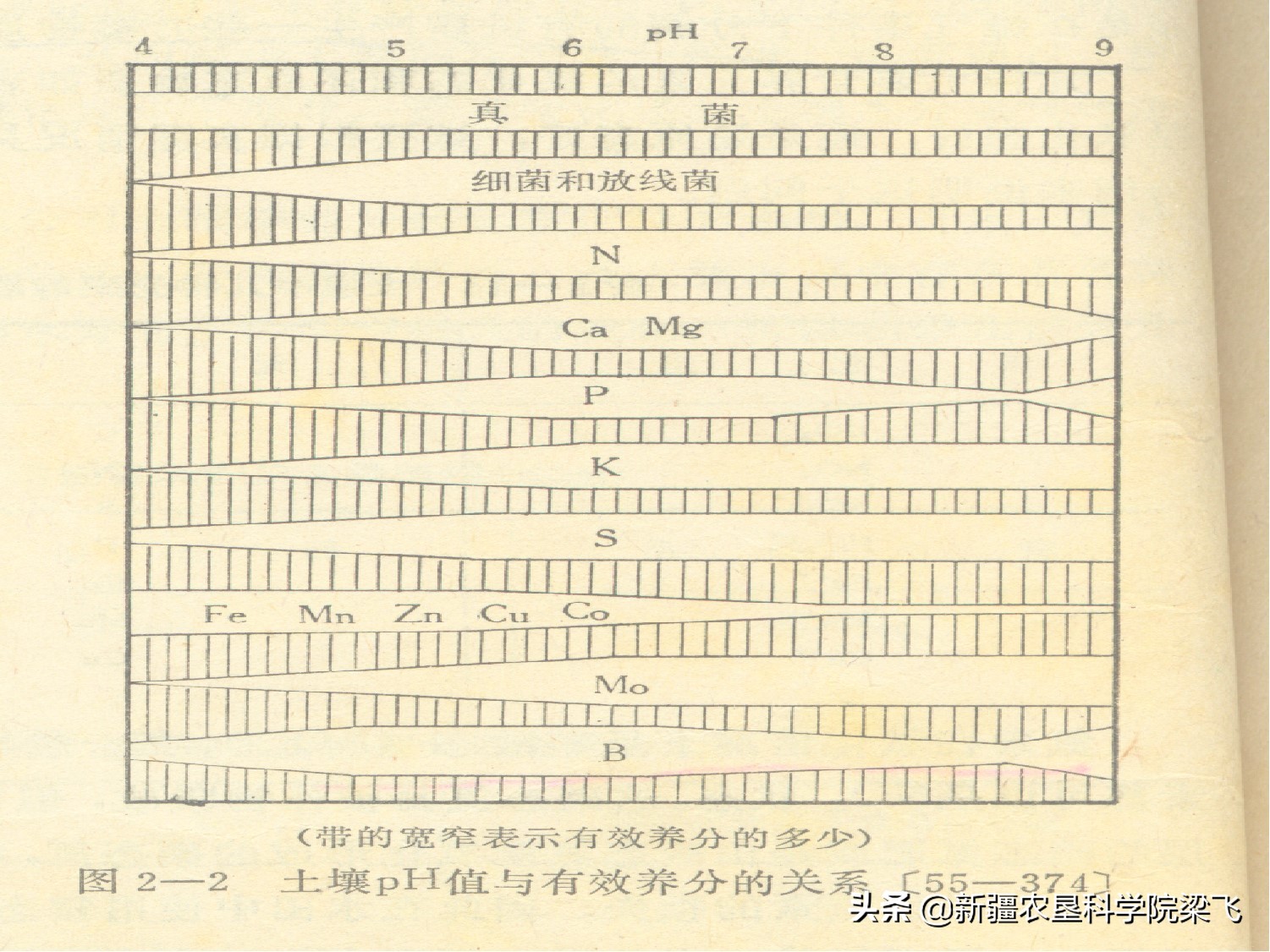 硼锌铁铜钼的作用,铁铜钴锌铬硒碘氟元素作用