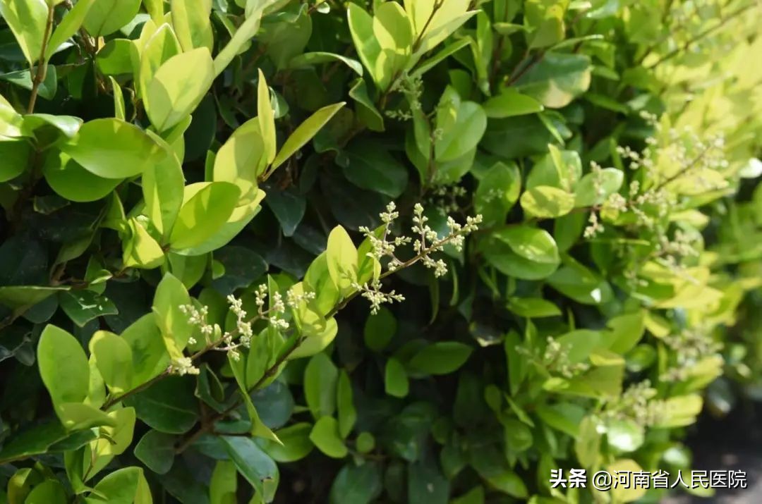 急性心梗做了支架却还是死亡,急性心梗抢救过来必须做手术么