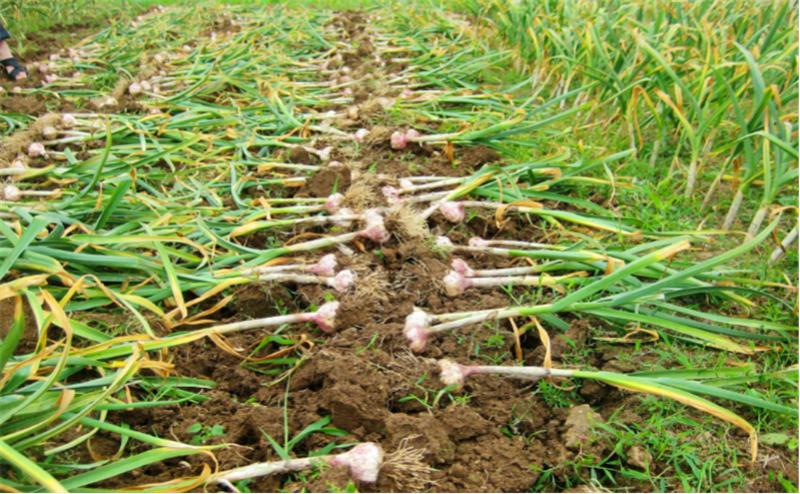 大蒜从种植到采收蒜苗要多久,种大蒜时需要做哪些准备工作