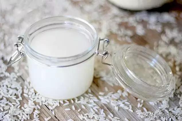 淘米水养花异味怎么处理,淘米水养花发臭