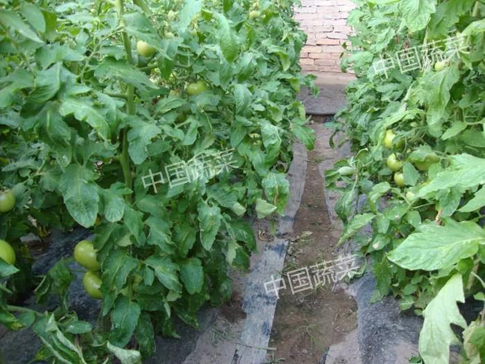 蚯蚓到底是益虫还是害虫,蚯蚓是益虫吗