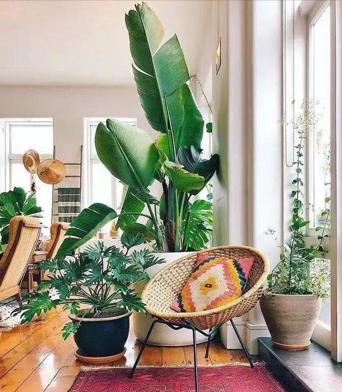 养死绿植的主要原因,绿植养护常见疾病及处理方法