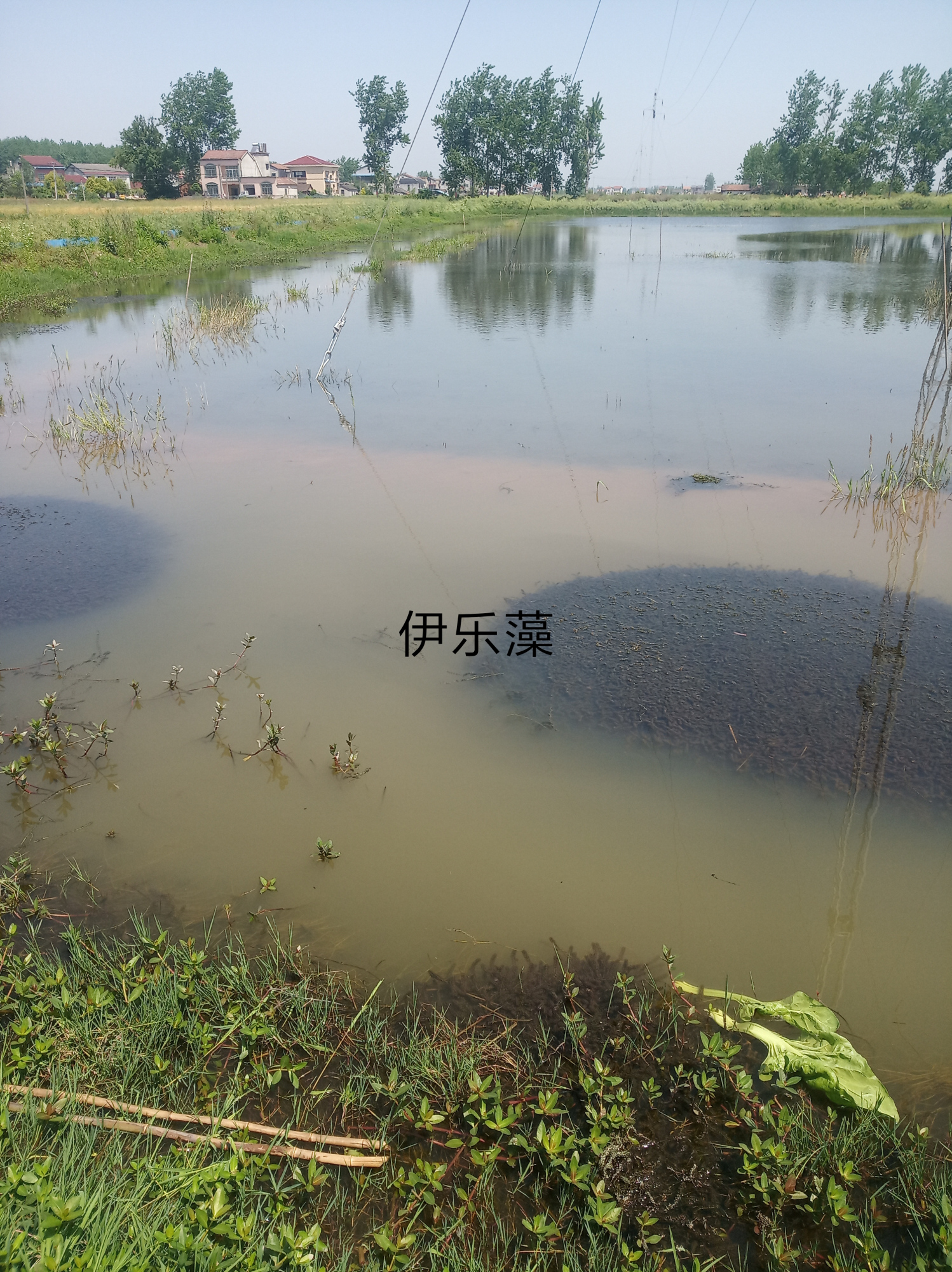 小龙虾夹断的伊乐藻照样生长,小龙虾夹伊乐藻是缺什么吗