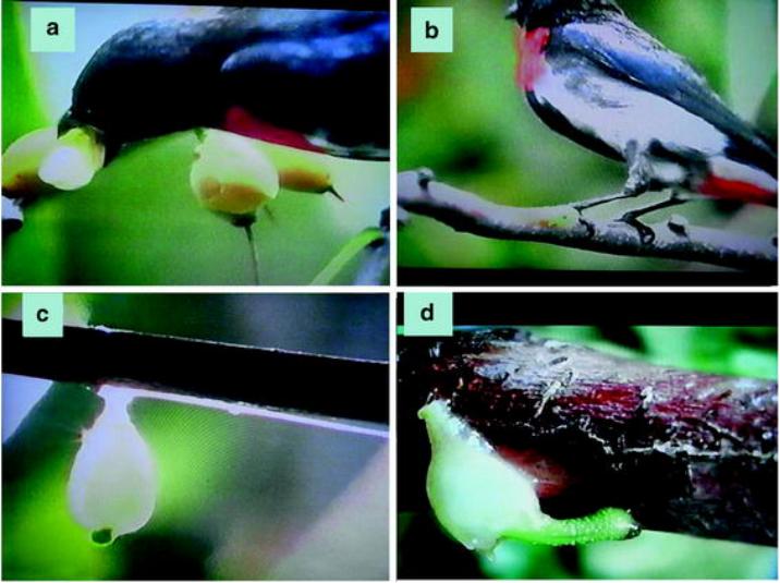 为了不让你吐籽,水果有多努力?