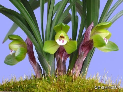 兰花怎么养是最好的方法,兰花怎样养才能养得好