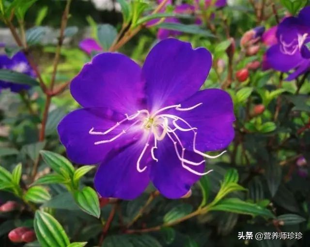 花开似牡丹,果实曾是儿时的零食,根部价值高,只是很多人不知道