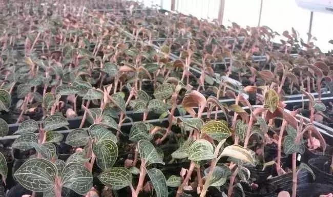 明溪金线莲名牌,三明明溪金线莲产业