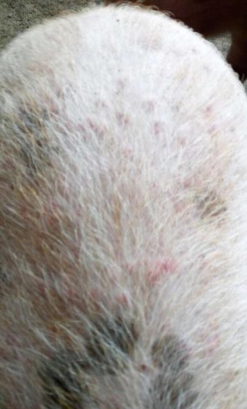 畜禽寄生虫怎么防治,养鸡绦虫防治