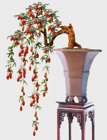 枸杞苗盆景如何养成老桩,枸杞盆景栽培方法