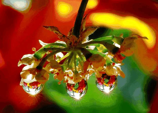 大自然山水花鸟大全,回归自然山水花鸟