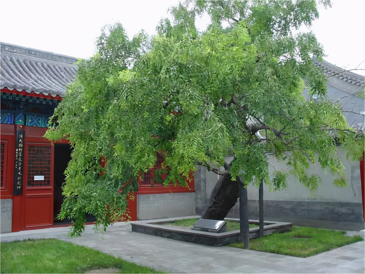 家门口种什么树能乘凉寓意好,无花果树为何不能栽家院子里迷信