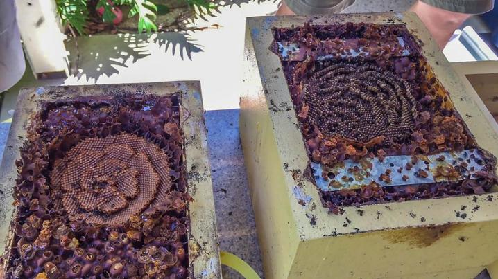 无刺酸蜂饲养,酸蜂和蜜蜂哪个好