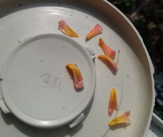 多肉花剑是个宝,多肉花剑可以干什么