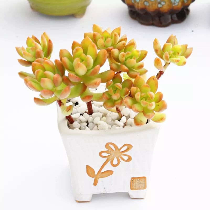 5种可爱的多肉，皮实好养，充满文艺范