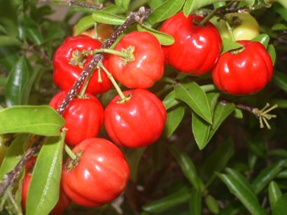 留日生活丨文综书里隐藏的美食路线—47都道府县名物大盘点（下）