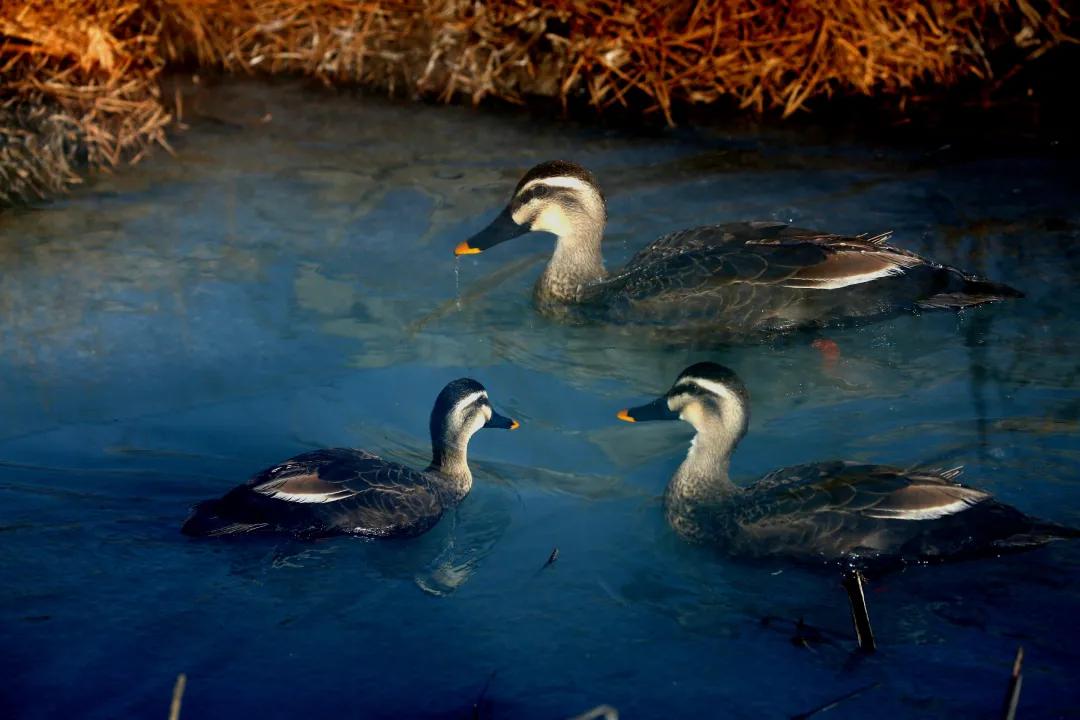 涂上黄色的“润唇膏”，TA就是野鸭中最靓的仔