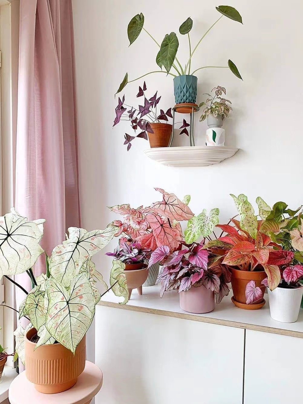 什么花适合室内养不需要阳光,阴冷的花