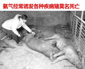 水泡粪猪场如何防控非洲猪瘟和解决养殖中臭味及粪污处理的难题?