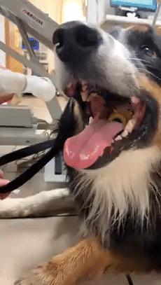 牧羊犬吞下最爱的玩具球，下一秒疯狂呕吐，幸亏一个洞救它狗命