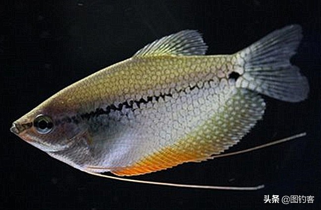 中国前十热带观赏鱼,热带观赏鱼鲤科鱼类主要有哪些鱼