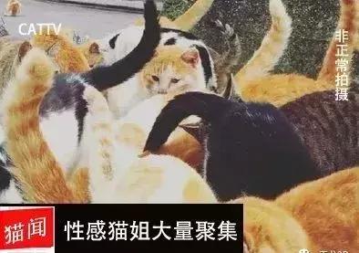 一爪踩在了“萌文化”的命脉上，俘获了老夫的少女心