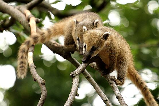 除了大象以外谁的鼻子长,除了大象鼻子长还有谁的鼻子长