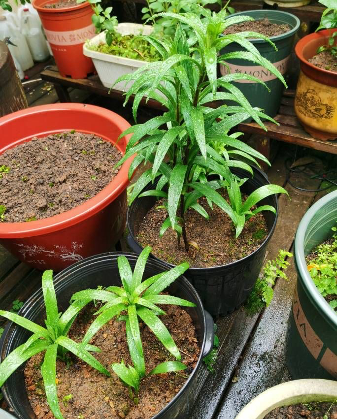 水中百合花开完了怎么样再开花,百合花开完后如何处理枝干