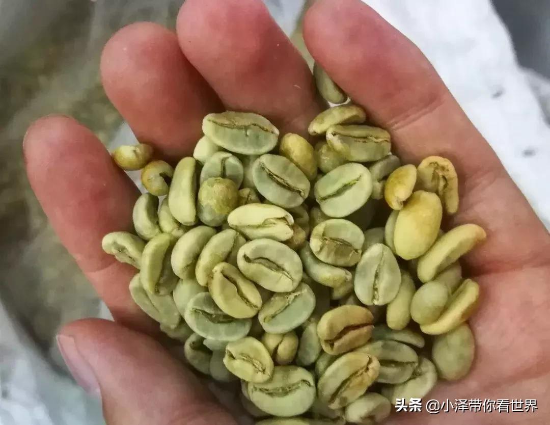 印度尼西亚猫屎咖啡工厂,印度尼西亚正宗猫屎咖啡价格