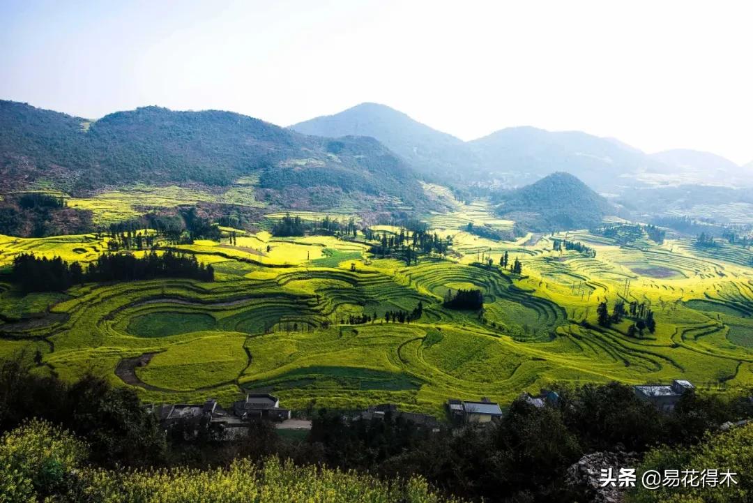 荷瓣兰最好的兰花品种排行,腋唇兰和春兰的区别