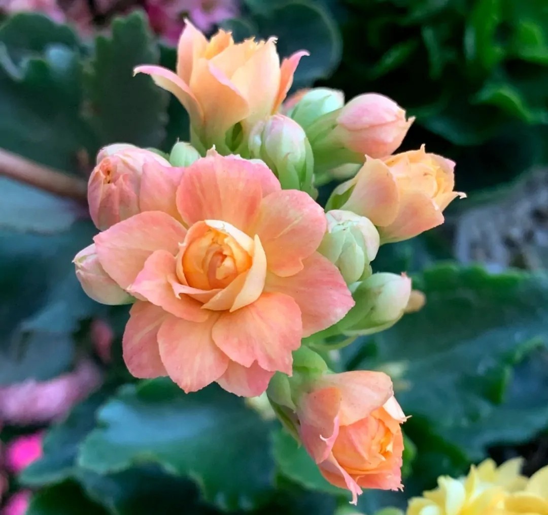 长寿花单瓣品种大全,长寿花100种颜色图片