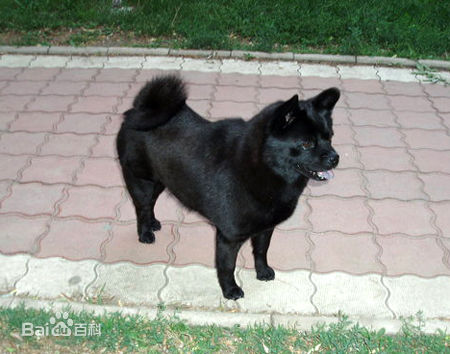 小型犬品种大全及图片柯基犬,不掉毛无体味性格温顺的小型犬