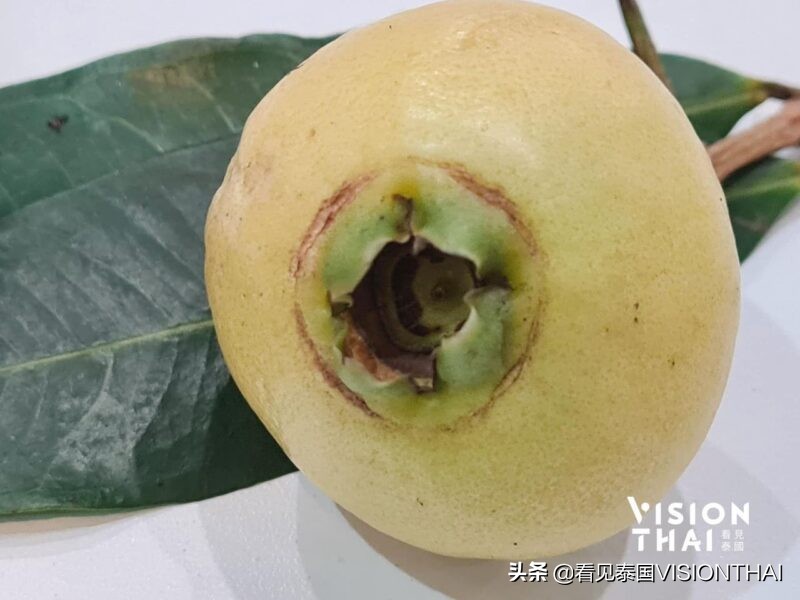 认识50种水果蔬菜,认识热带水果菠萝