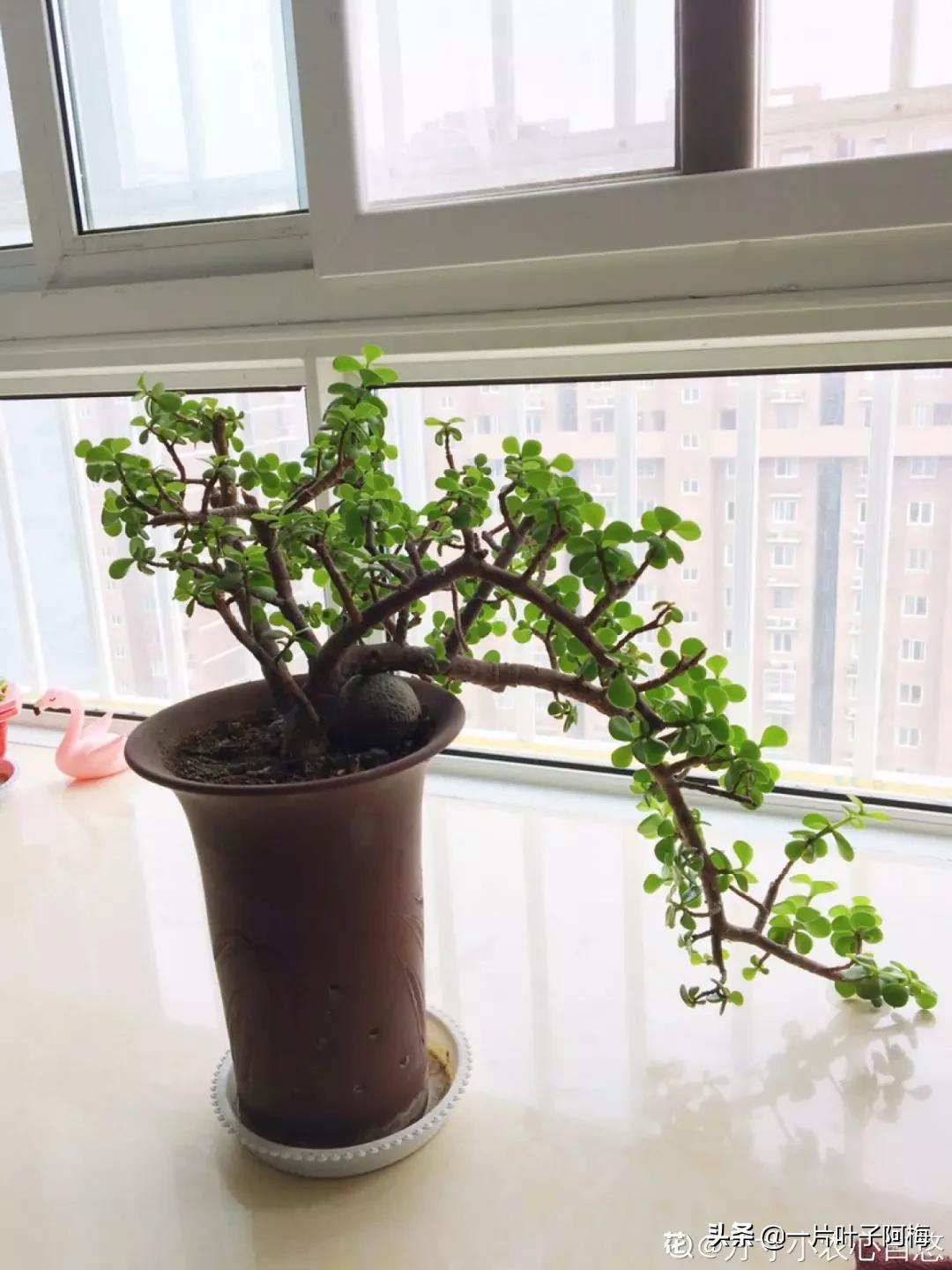 金枝玉叶干枯一碰就掉,金枝玉叶一夜之间掉了好多叶子