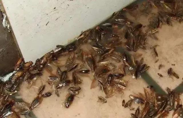 建房时容易出现的虫子,房子突然出现好多各种各样的虫子