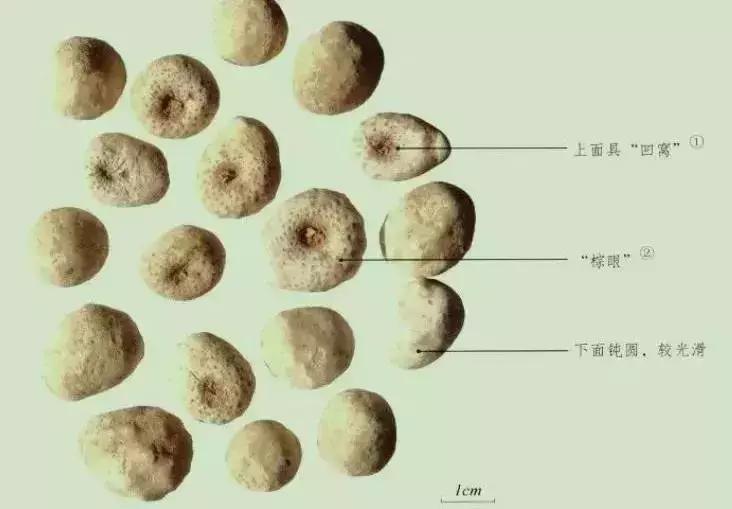 玉米地里比玉米贵100倍的杂草,玉米地里玉米和杂草属于什么关系